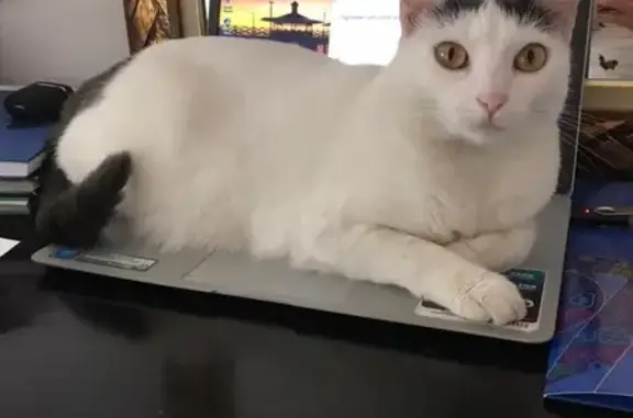 gato desaparecida