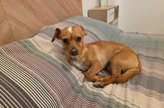 Chien perdu Uzès, photo : Petite chienne marron perdue à Uzès