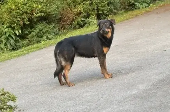 Chien trouvé Brest, photo: Chien errant rue de Quimper, Brest