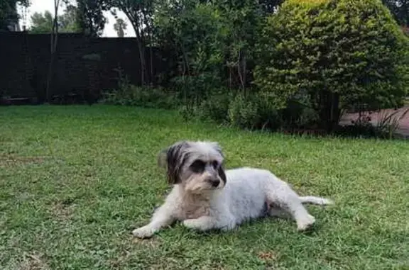 Lost Dog: White Fur, Black Spot - Roodepoort