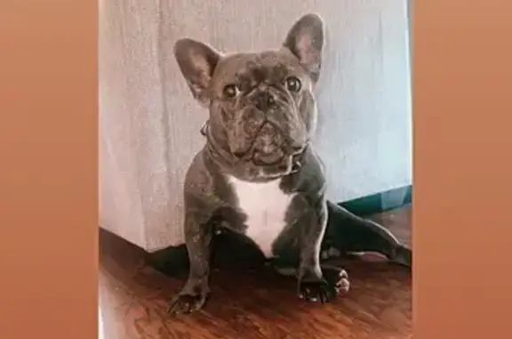 Lost Dog: Friendly Black & White Pup
