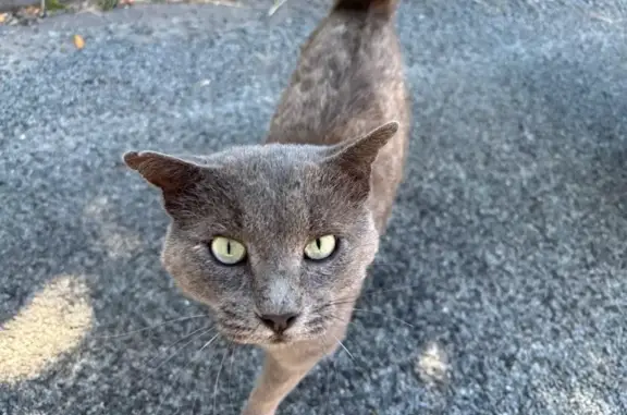 Chat trouvé Saint-Georges-de-Didonne, photo: Chat gris blessé trouvé, très sociable