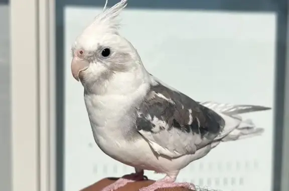 Lost Hand-Tamed Cockatiel in Melbourne
