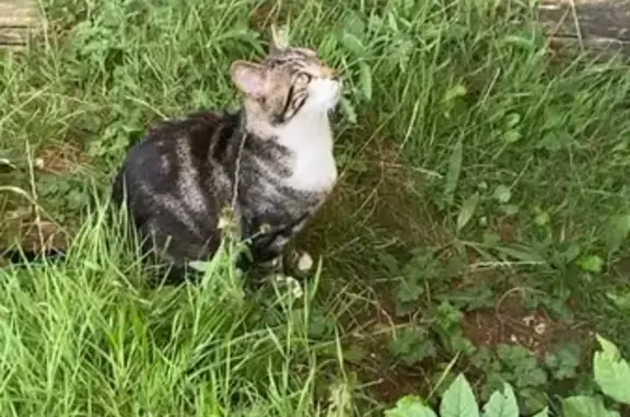 Chat errant mince et peureux à Beauvais - photo