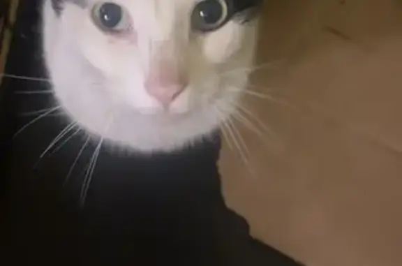 Found cat Columbus, photo: Found Cat: White with Black Marks, Columbus