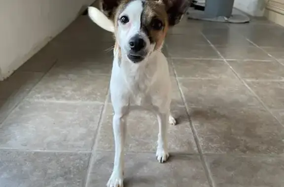 Missing dog Joliet, photo: Lost Dog: Brown & White, Joliet Area