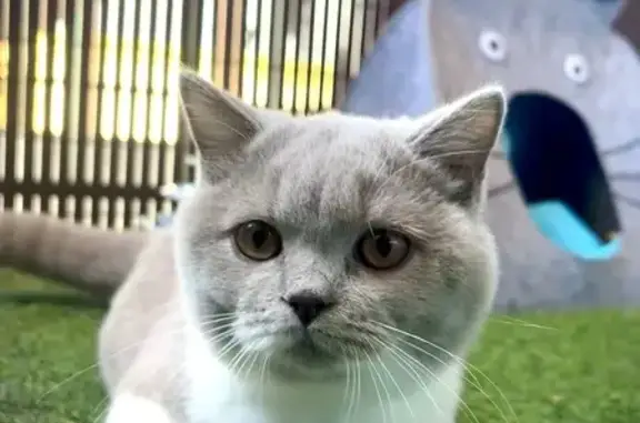 Gatos perdidos, , foto: ¡Gato Gris Perdido en San Juan de Aznalfarache!
