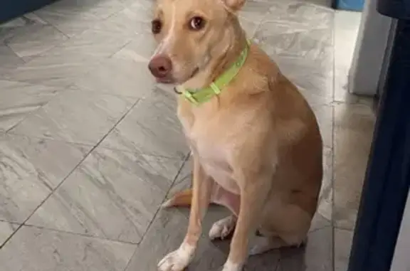 Chien beige perdu avec collier vert, Le Muy - photo