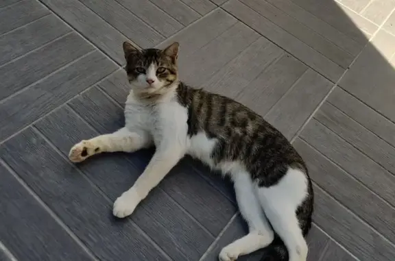 Animaux trouvés , photo: Chat trouvé à Puyravault, D 108