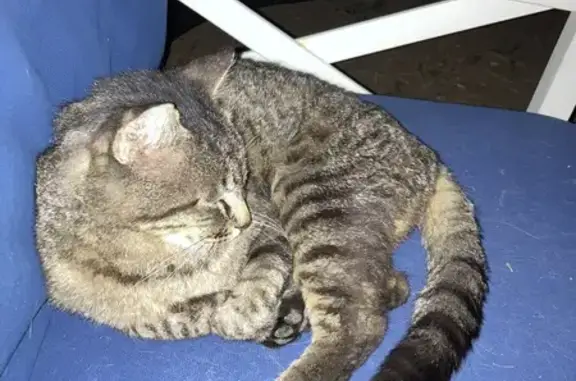 Found cat , photo: Friendly Female Tabby Found on Mercury Dr