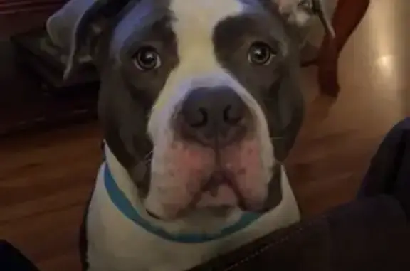 Lost Dog in Jacks Creek: Unique Markings