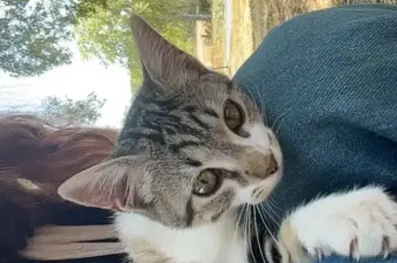 Animaux trouvés Castres, photo: Chaton tigré trouvé, Route de Mazamet