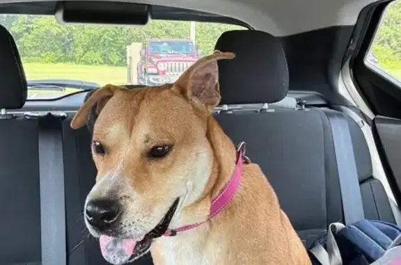 Lost Pit Bull Bella: Unique Marks & Skiddish