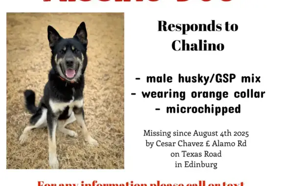 Lost Husky/GSD Mix: Orange Collar, Edinburg
