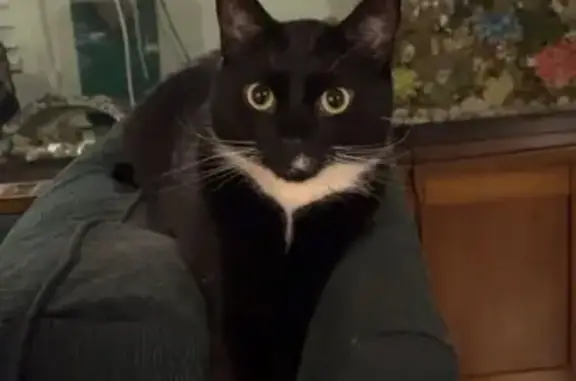 Missing cat Pittsburgh, photo: Lost Tuxedo Cat: Beans on Franklin Ave