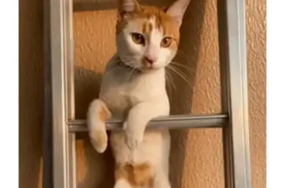 gato desaparecida