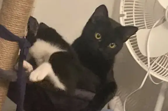 Lost Black Cat: Yellow Eyes, Overbite