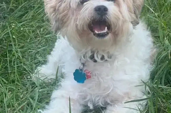 Lost White Dog: Elzie Rd, Louisville