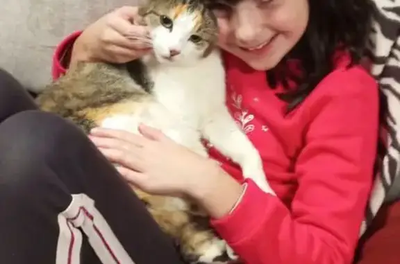 Chatte perdue: Biscotte, tricolore, pucée - photo