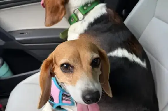 Lost Beagle: Docile Jenny Missing in Jericho