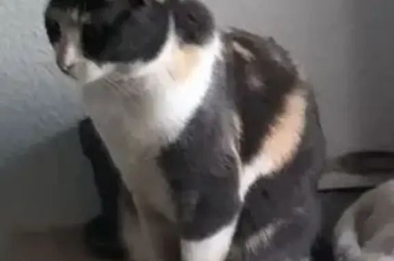 ¡Ayuda! Gata Tricolor Perdida en San Roque