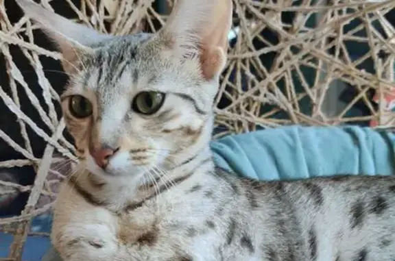 Chat perdu, Saint-Quentin, photo: Ava, chat argenté, perdue à Saint-Quentin