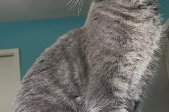 Lost Gray Cat Near 1415 Monroe St, LITH