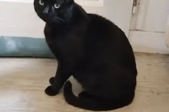 Animaux perdus Saverdun, photo: Chat noir perdu, tatouage oreille, Saverdun