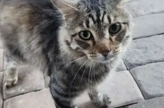 Found pets Prescott Valley, photo: Sweet Gray Cat Found on Lima St, Prescott