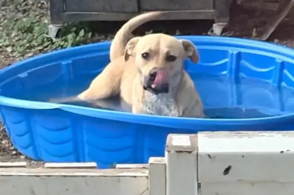 Lost Blonde Lab Mix on Timber Path