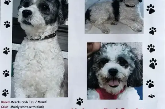 Lost Dog: Predominantly White, Hollis Ave