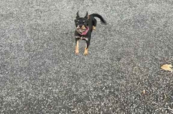 Chien trouvé Valence, photo: Chihuahua trouvé rue Baptiste Marcet