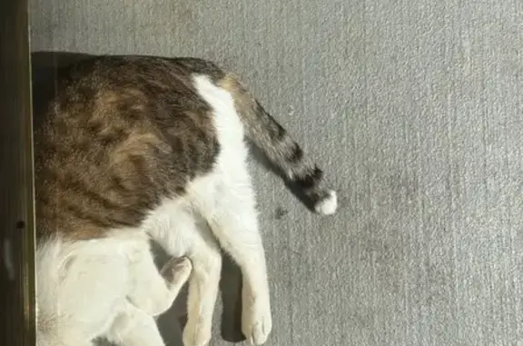 Lost and found pets Windsor, photo: Lost Cat: White-Tipped Tail in Windsor