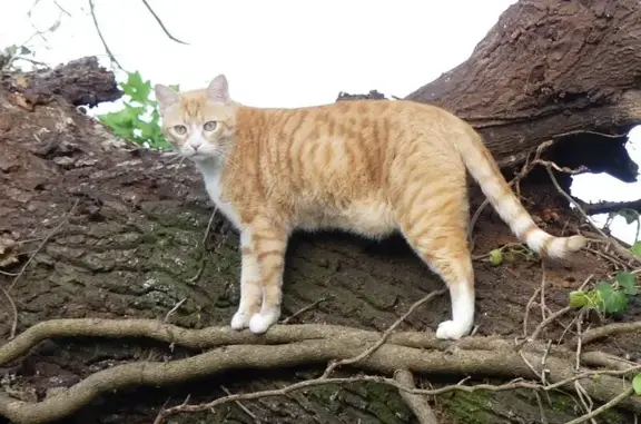 Animaux perdus Mont-de-Marsan, photo: Chat roux tigré perdu à Mont-de-Marsan