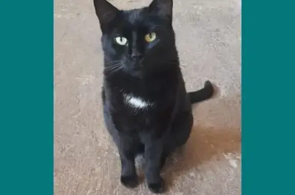 ¡Gato Negro Perdido en Tacoronte!