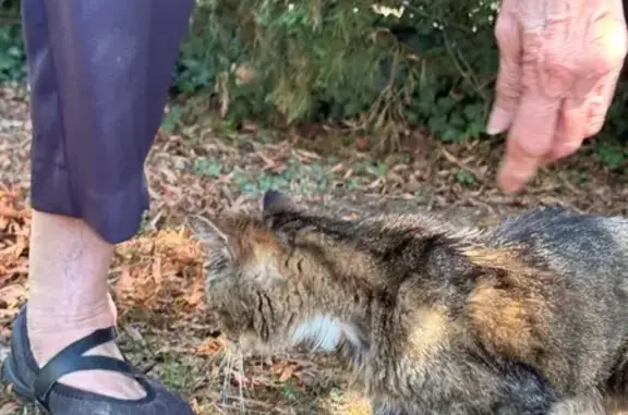 Chat trouvé Sèvres-Anxaumont, photo: Chat trouvée à Sèvres-Anxaumont