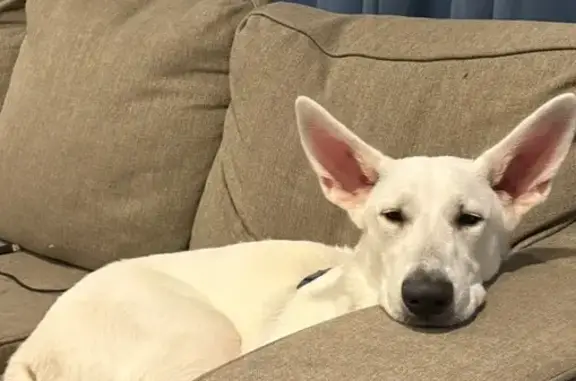 Lost White Shepherd on Old Greenbrier Rd