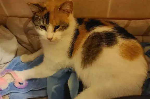 Lost Calico Cat: Blind, Nursing, Reward!
