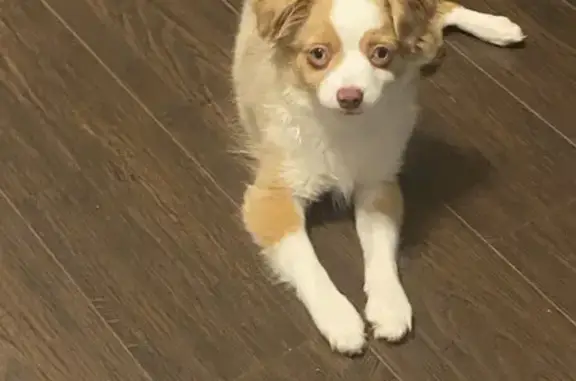 Missing dog Doraville, photo: Lost Small Dog: Blonde & Blue-Eyed in Doraville