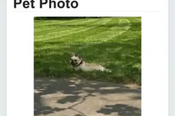 Lost White Frenchie: Help Find Jr!