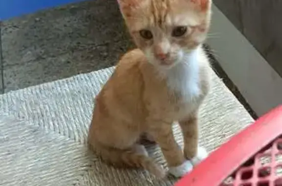 Chaton perdu, roux et blanc, Bizanos - photo