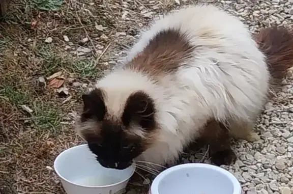 Chat trouvé Nouvelle-Aquitaine, photo: Chat siamois 3 pattes trouvé à Saint-Georges