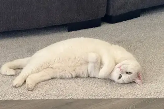 Lost Cat: White with Green-Blue Eyes
