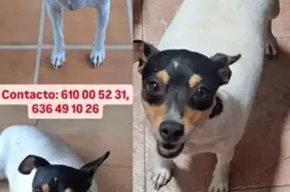 Perro Perdido en Calle Turre, 9, Carboneras