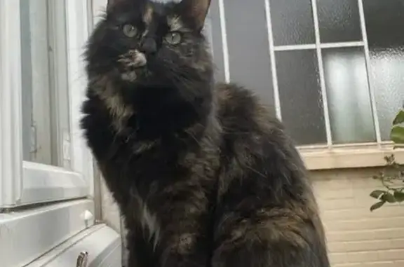 Chat perdu, Cavalaire-sur-Mer, photo: Chatte écaille disparue à Cavalaire
