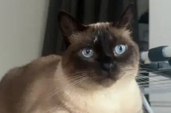 Chat siamois perdu, femelle stérilisée - photo