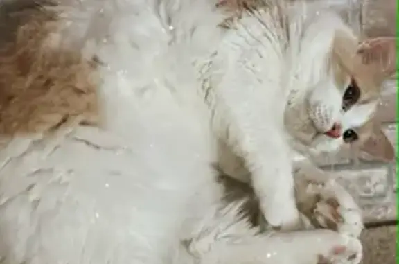 Gatos perdidos, Terrassa, foto: ¡Gato Perdido! Blanco y Marrón en Terrassa