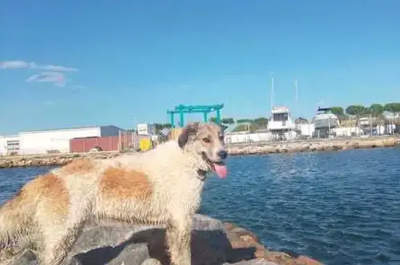 Chien perdu à Calce, Occitanie - photo