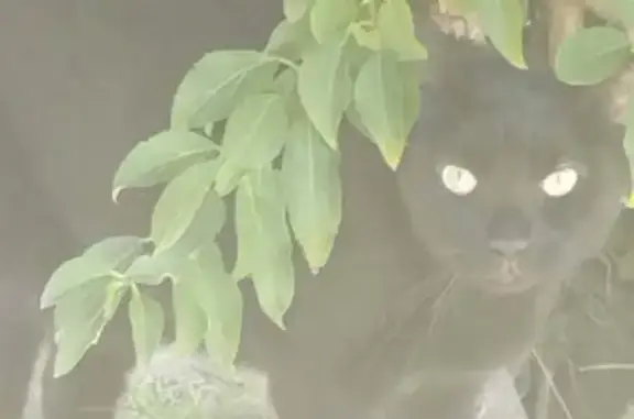 Chat trouvé , photo: Chat trouvé à Écouflant, Pays de la Loire