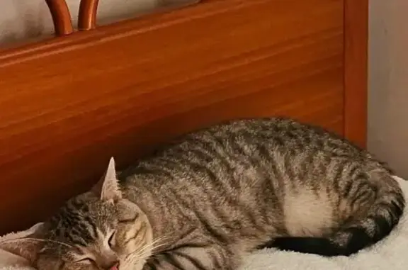 Gatos perdidos, Santa Coloma de Gramenet, foto: Gata Perdida en Santa Coloma: ¡Ayúdanos!